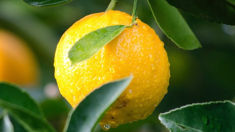 分子生物学试剂：揭秘其优缺点与选择之道